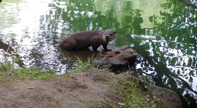 Loutre photographiée le jour (rare) sur le fleuve Hérault